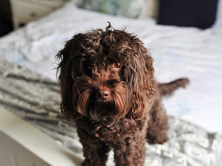Cockapoo