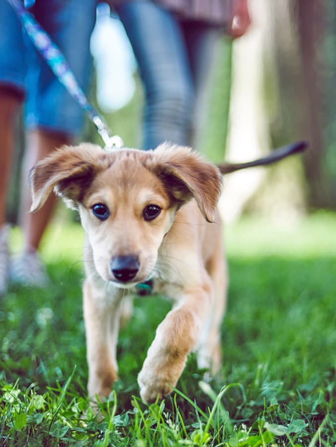 How to Potty Train a Puppy: From Pee Pad to Outside