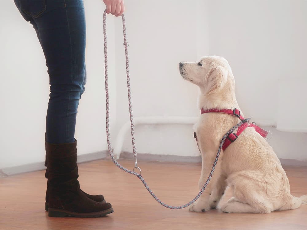 Dogs Who Are Easy to Train: Top 10 Easiest Dogs to Train