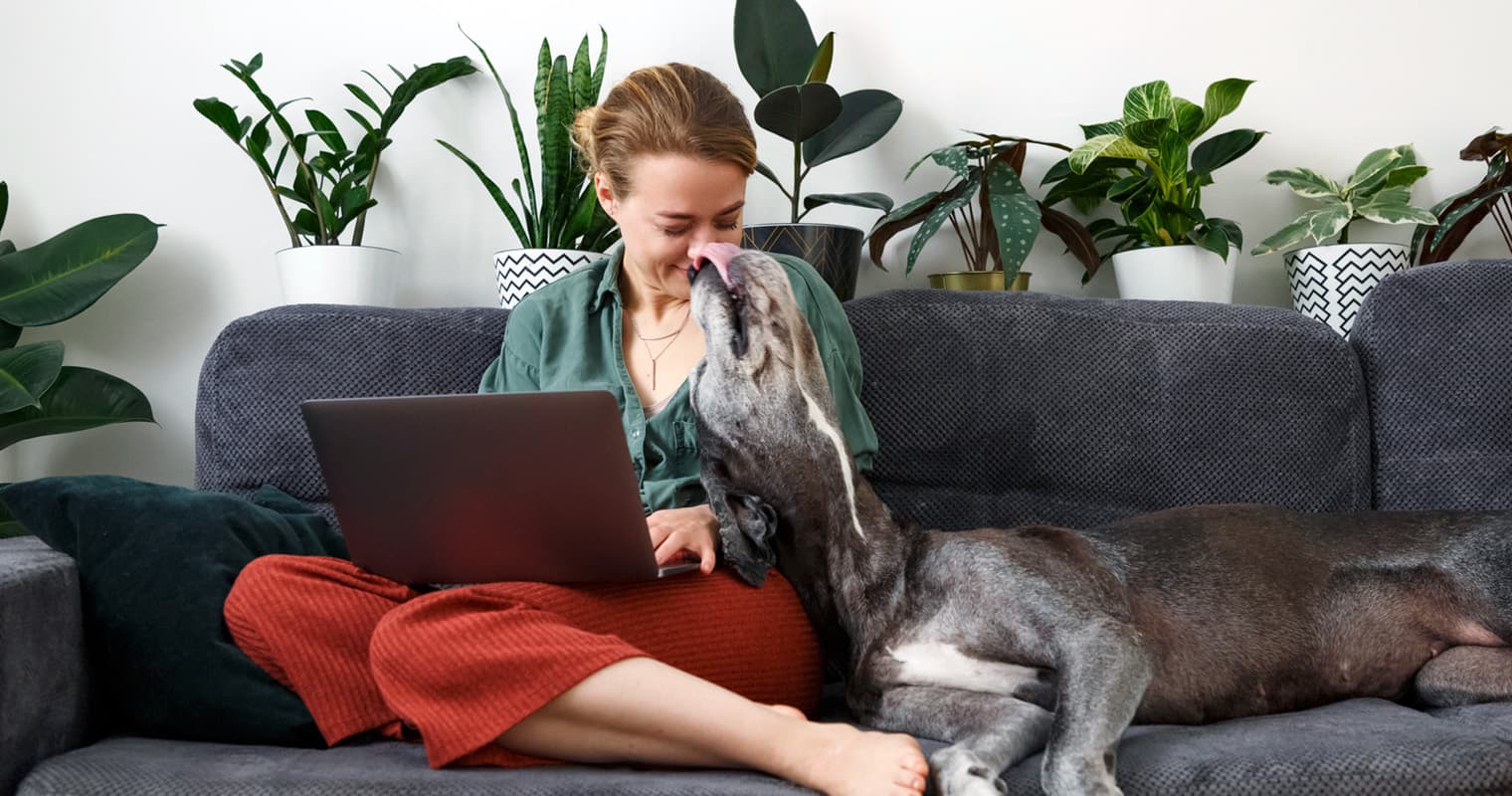How Do I Rehome My Great Dane?