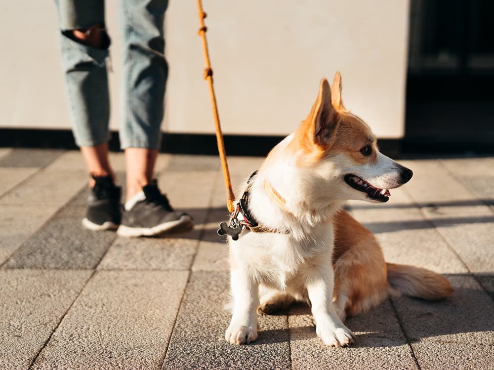 Pembroke Welsh Corgi on walk
