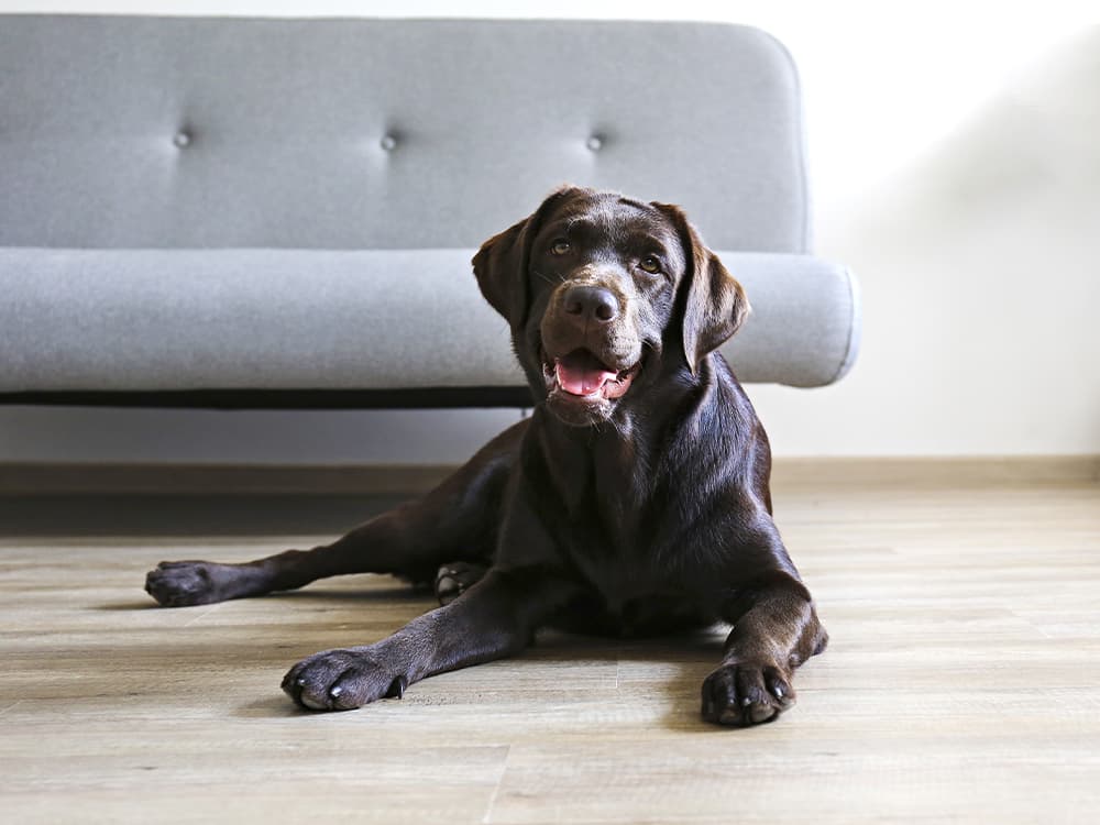 Did You Know 25% of Shelter Dogs Are Purebred?
