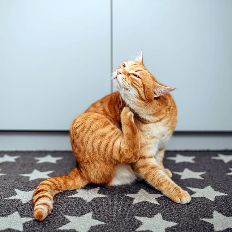 Best Kitten Flea and Tick Treatments