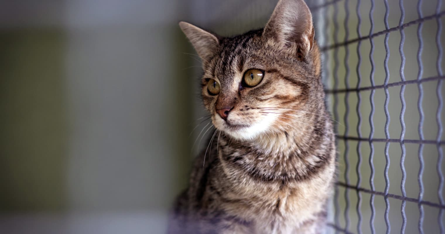 How Long Does the Humane Society Keep Cats?