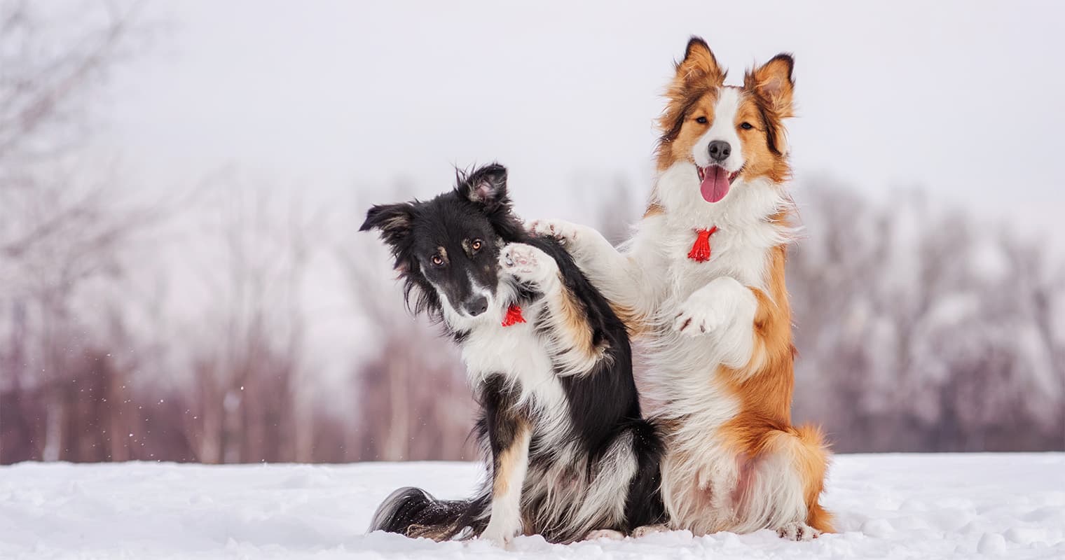How Do I Find a Good Home for My Border Collie?