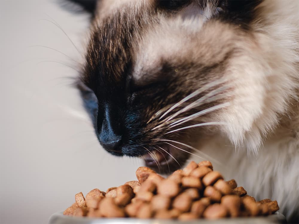 cat eating an chewing on food