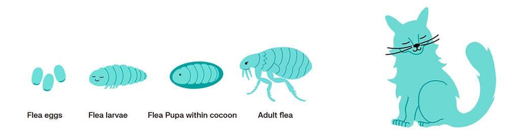illustrative info on flea life cyle on pets