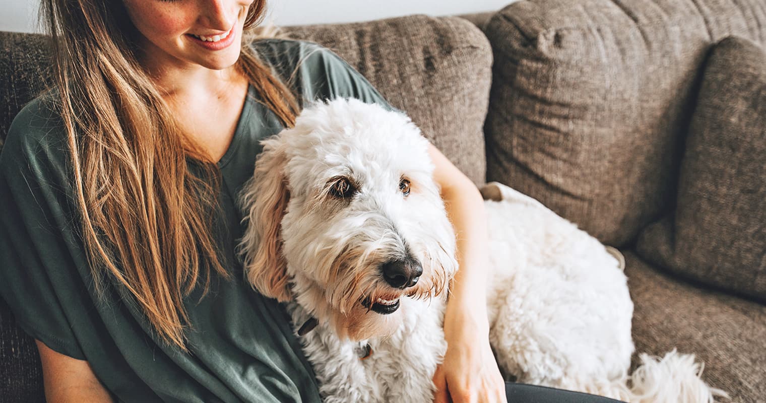 Is a Goldendoodle the Right Dog for You?