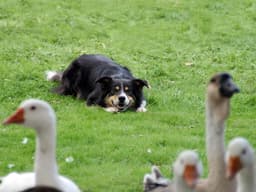 What to Know About Bird Flu in Cats and Dogs