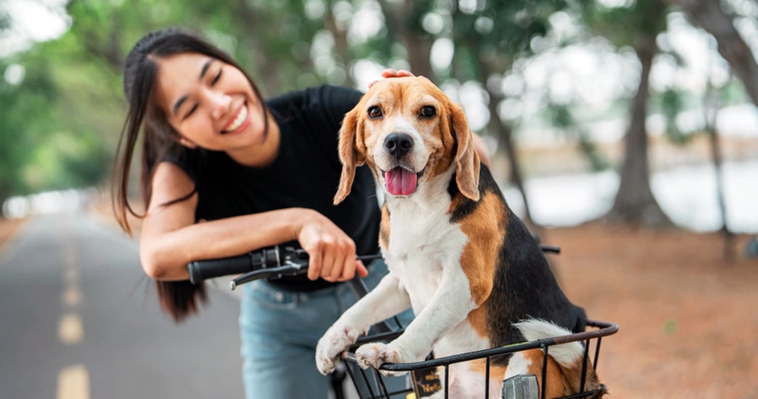 15 of the Most Popular Beagle Mixes