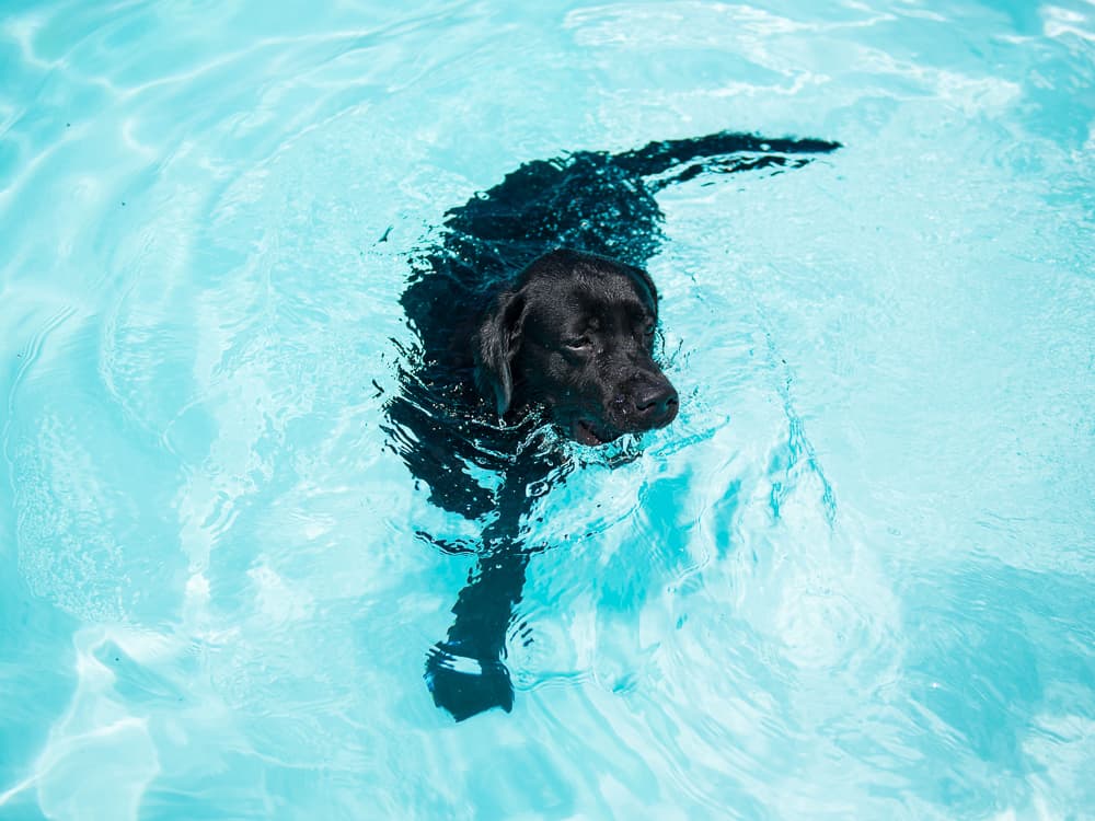 How to Keep Your Dog Safe Wherever They’re Swimming This Summer