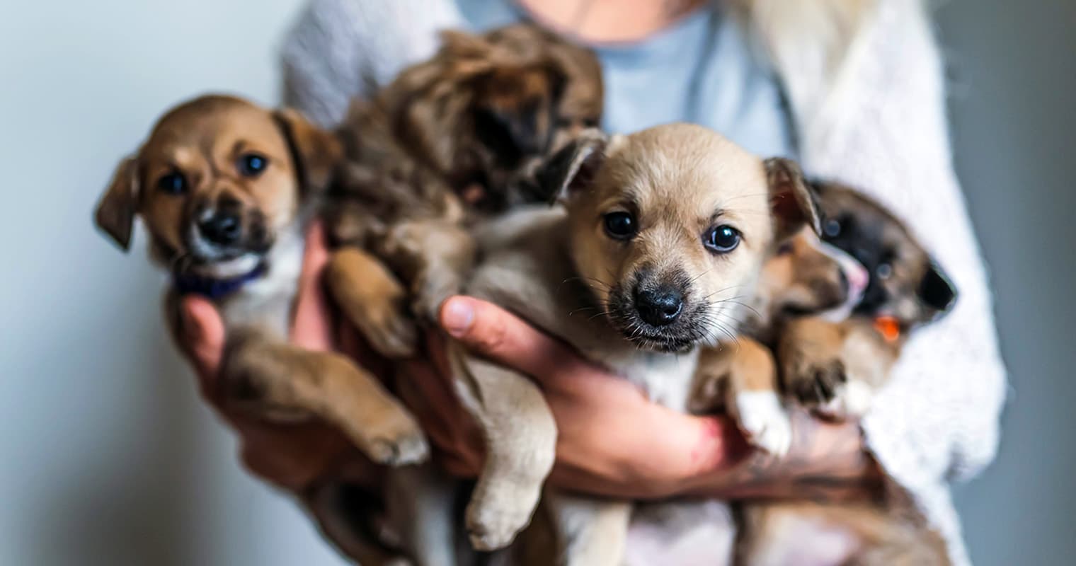 Should I Buy a Puppy from a Pet Store?