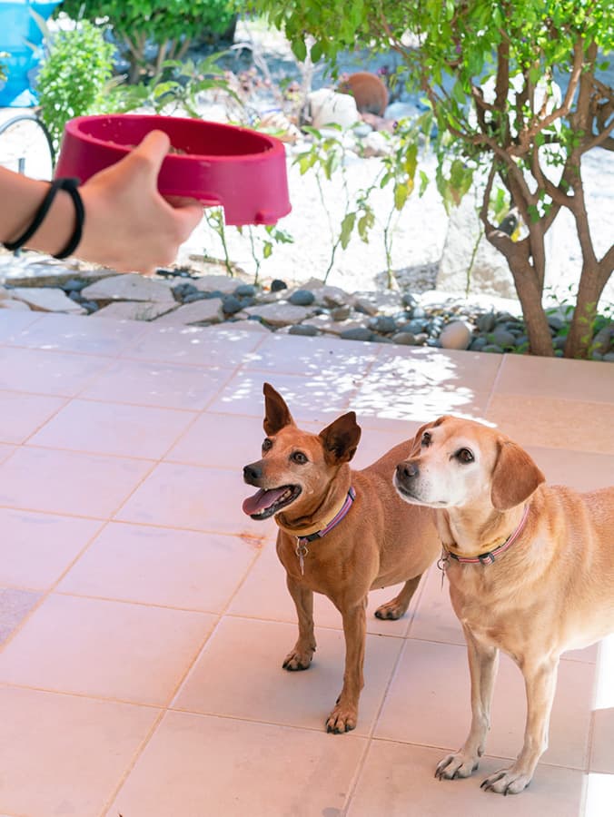 What Is the Best Time to Feed a Dog?