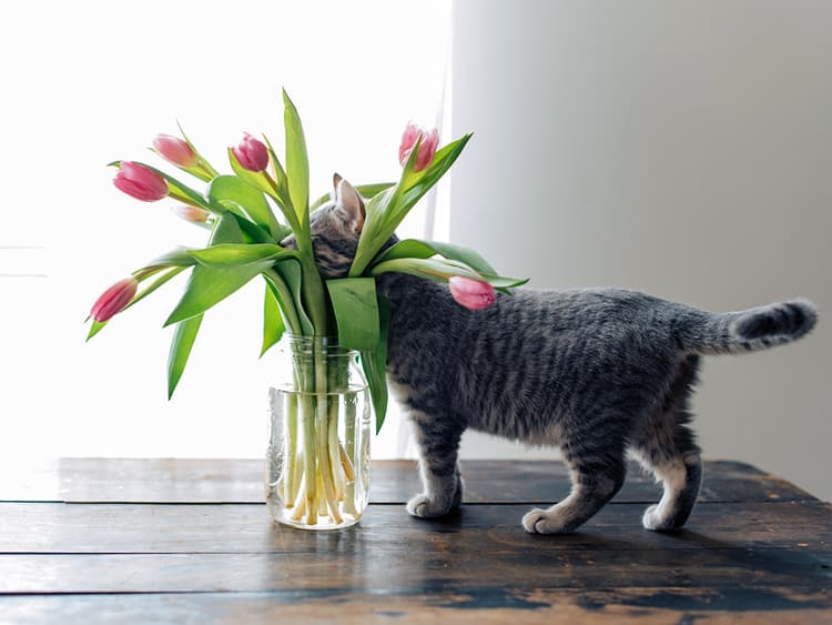 Are Tulips Toxic to My Cat?