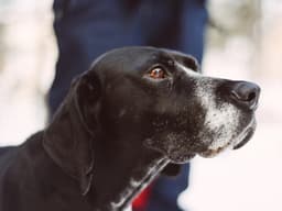 A New Drug Could Make Your Dog Live Longer—Meet the Woman Who Created It
