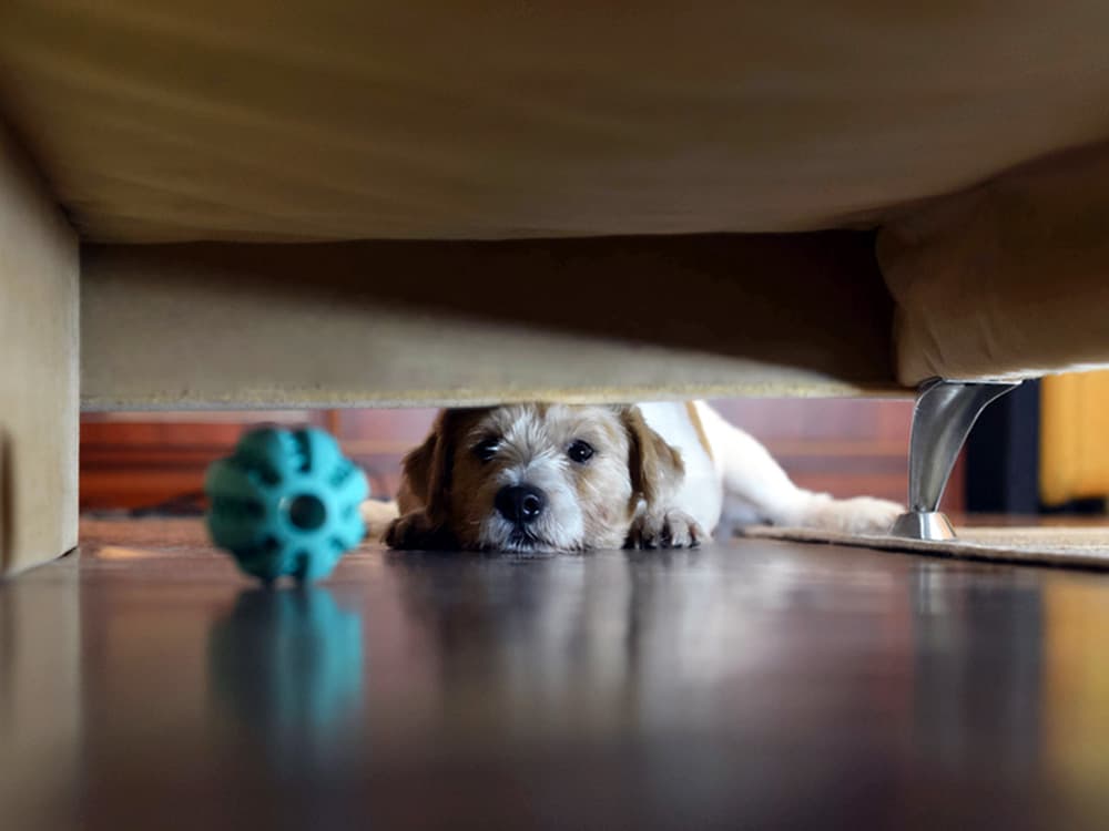 Why Is My Dog Obsessed With Shoving Things Under the Couch?