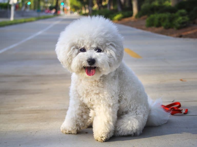 bichon
