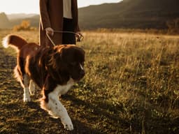 Why Foxtails Are So Dangerous for Your Dog