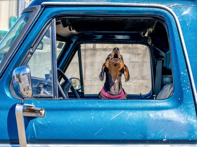 Why Do Dogs Bark in the Car?