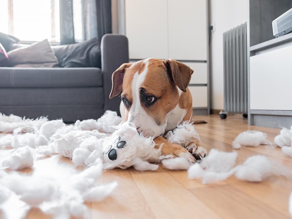 Pica in Dogs: Causes, Symptoms, and Treatment