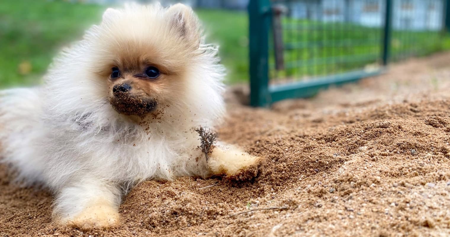 What Does It Mean to Rehome a Pomeranian?