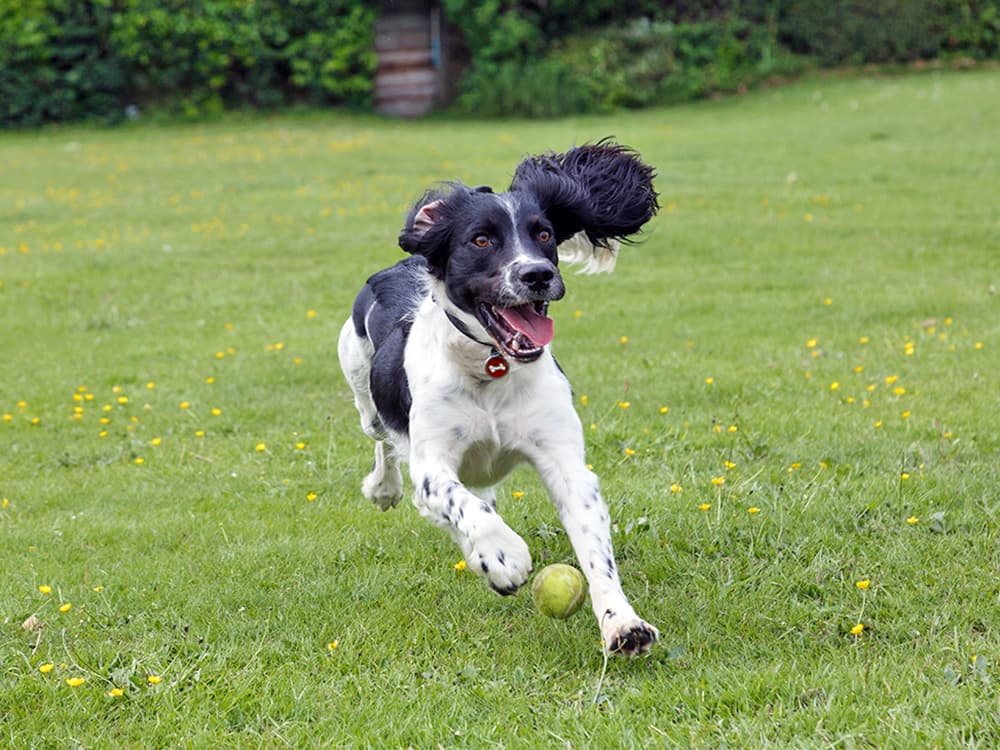 English springer spaniel running