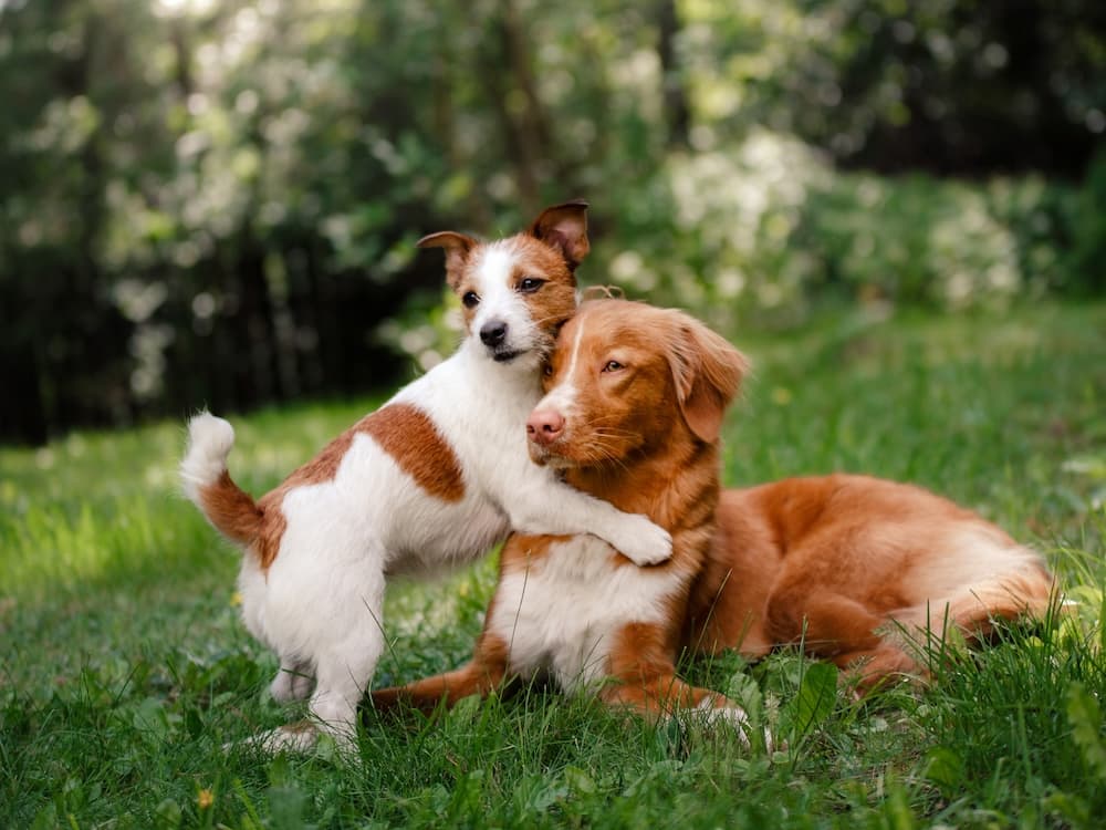 5 Signs Your Dog Needs More Dog Friends