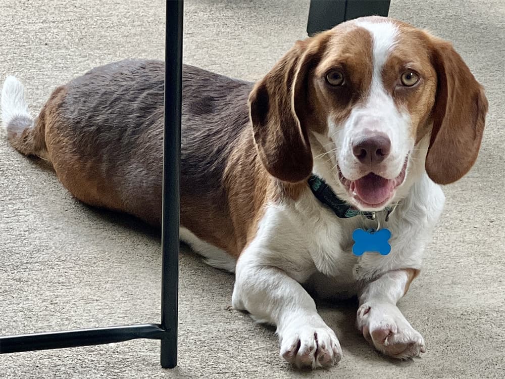 Basset hound / Beagle mix