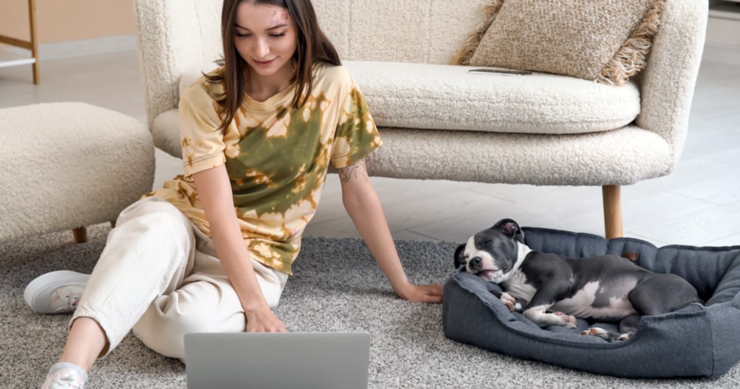 What Is a Reasonable Rehoming Fee for an American Staffordshire Terrier?