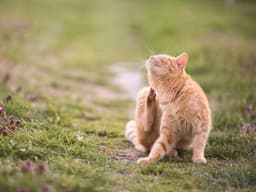 What to Know About Fungal Skin Infections in Cats