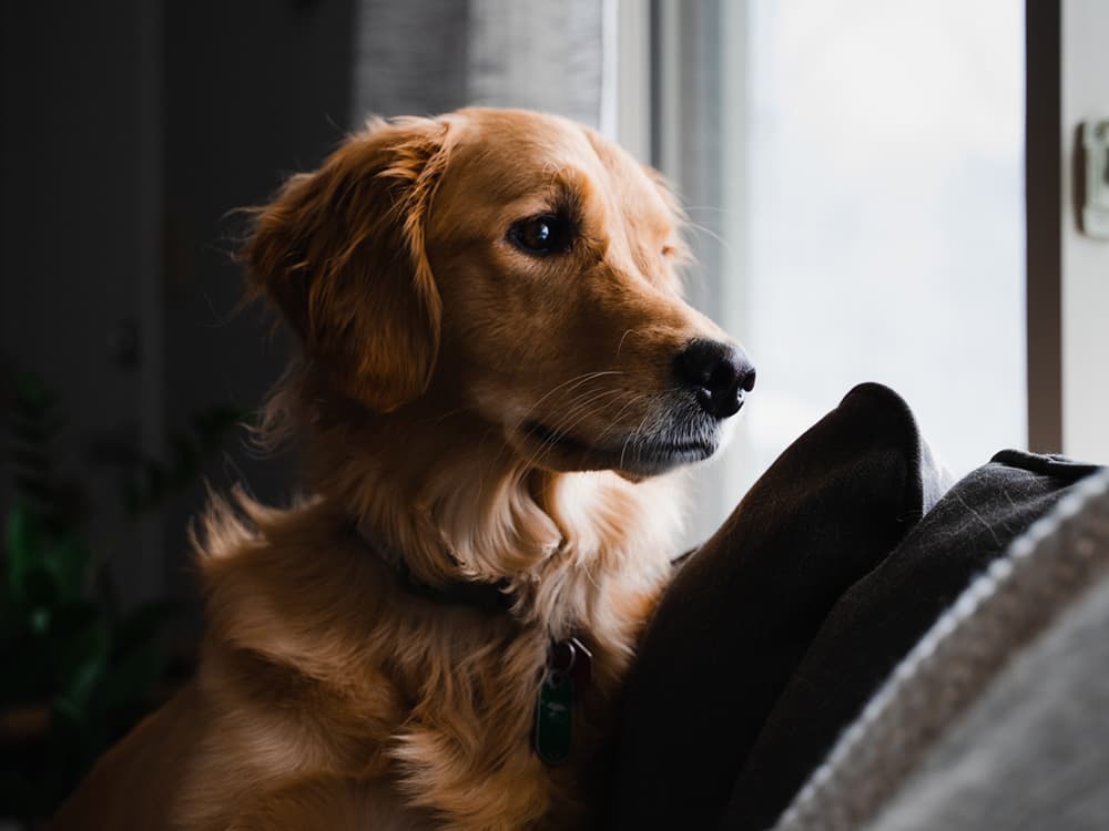 Cancer in Dogs: A Primer on Canine Cancers