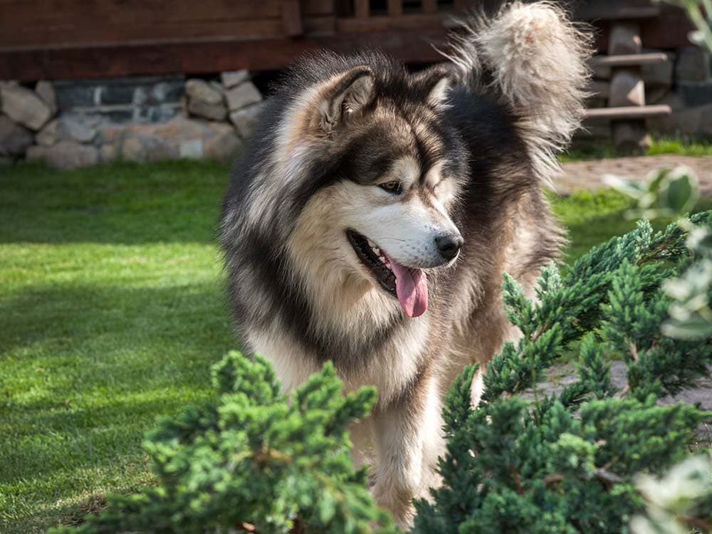 Electric Fences for Dogs: The Danger and Risks