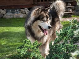 Electric Fences for Dogs: The Danger and Risks
