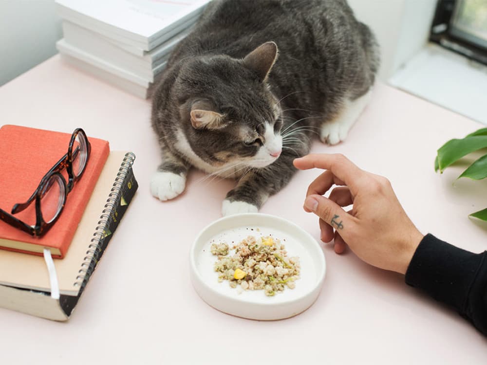 Does Your Cat Really Need to Go Grain-Free?