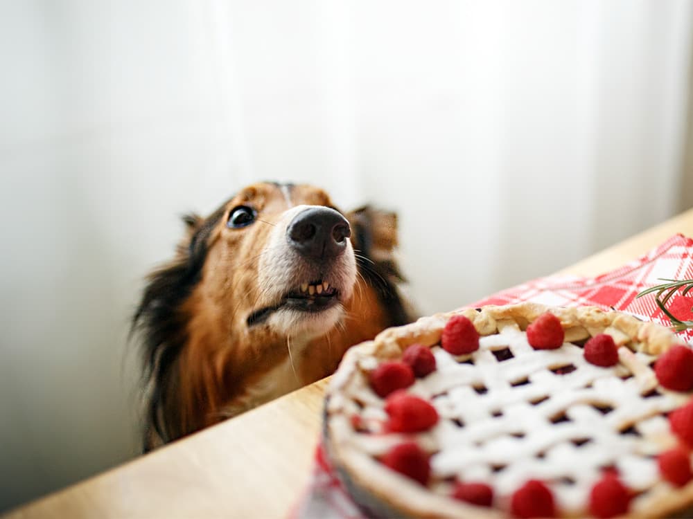 Thanksgiving and Christmas Foods That Are Toxic To Pets