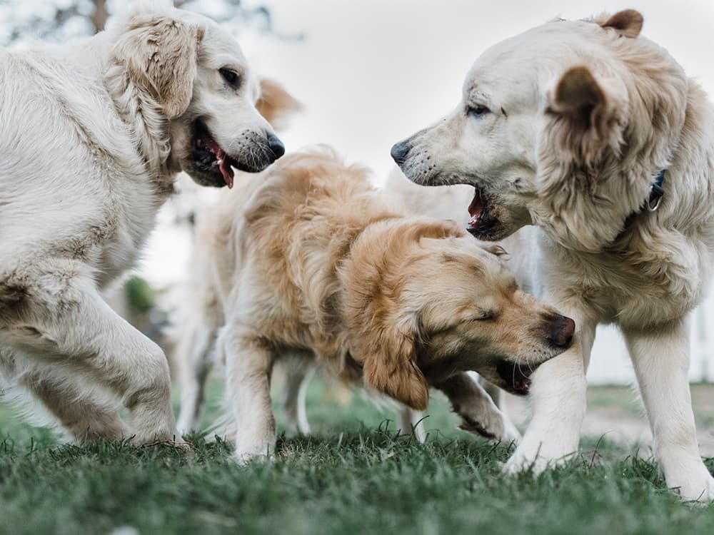 How to Break Up a Dog Fight