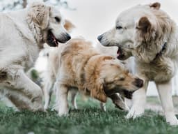 How to Break Up a Dog Fight