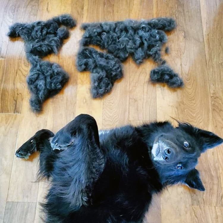 Wait, Before You Toss All That Pet Hair—Donate It