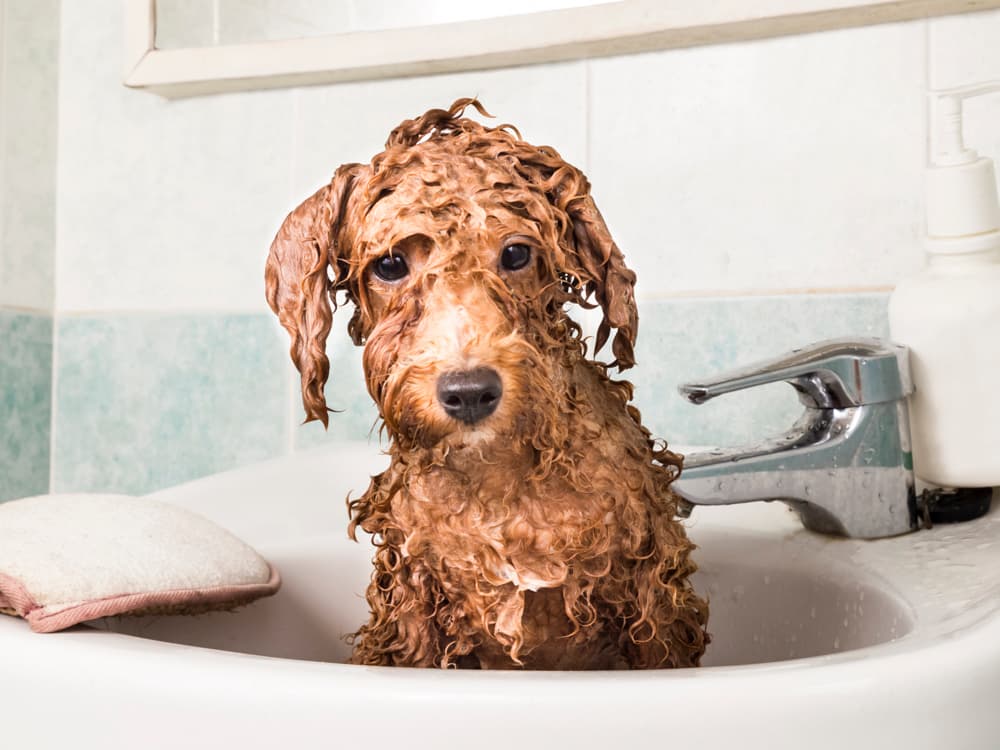 7 Ways Baking Soda Can Keep Your Dog (And Your House) Clean
