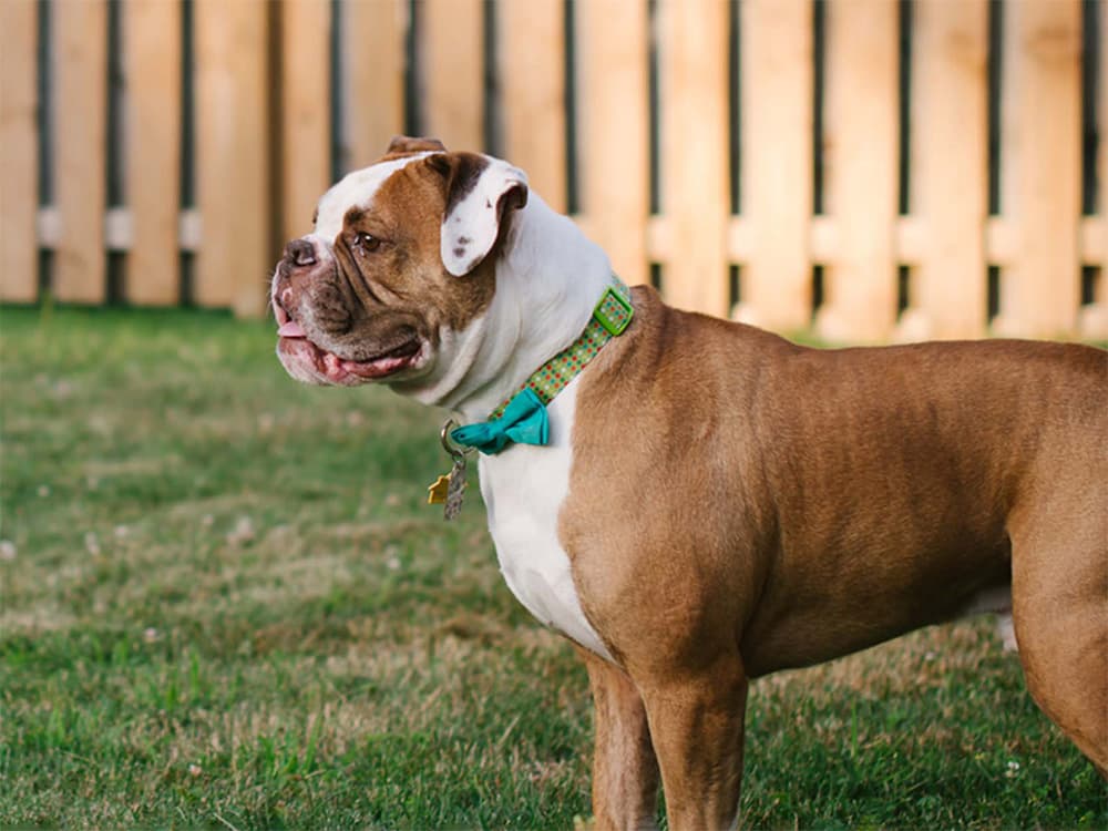 Bull dog