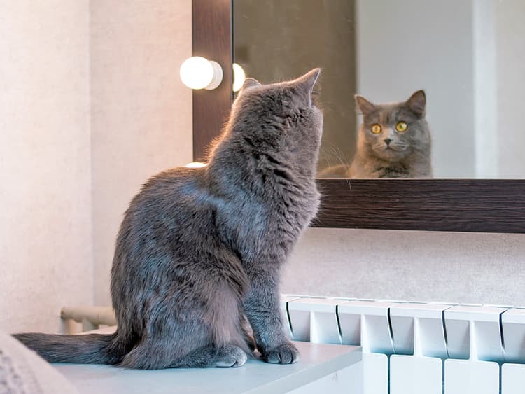Why Do Cats Freak Out When They See Themselves in the Mirror?