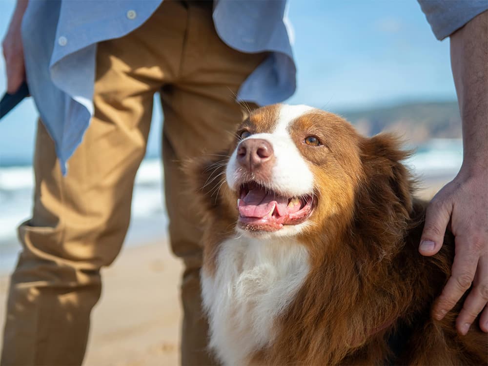 aussie dog with person