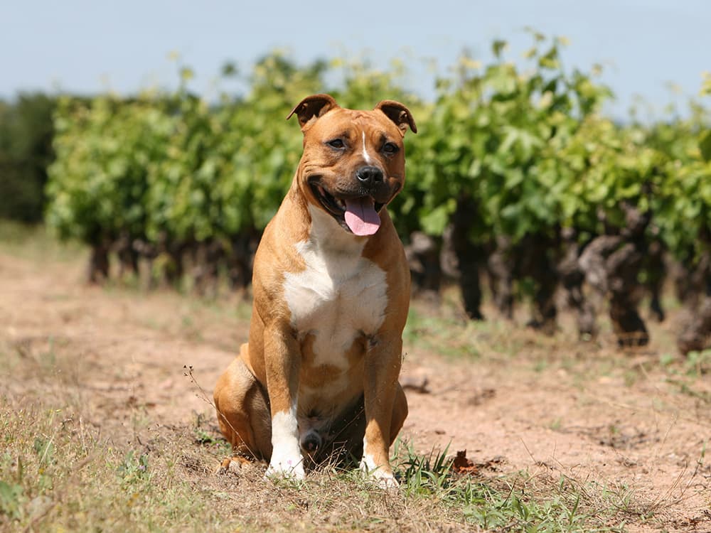 American Staffordshire Terrier