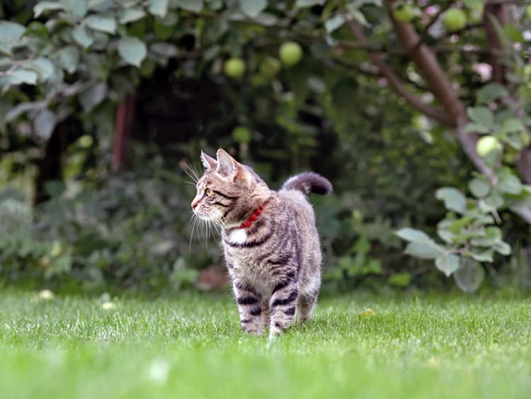 Why You Should Get Your Cat Microchipped—Even If They Live Indoors