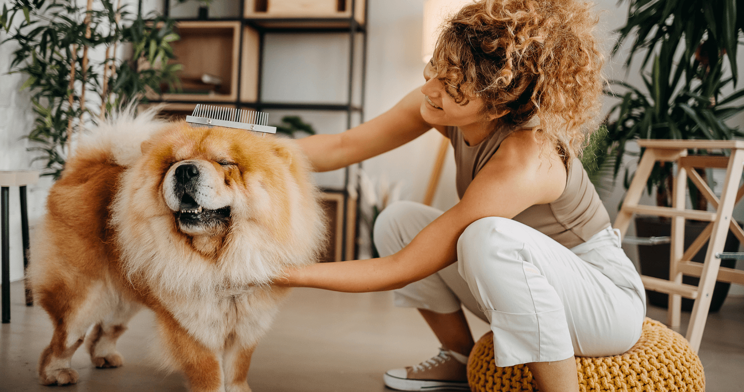 woman grooming chow chow dog