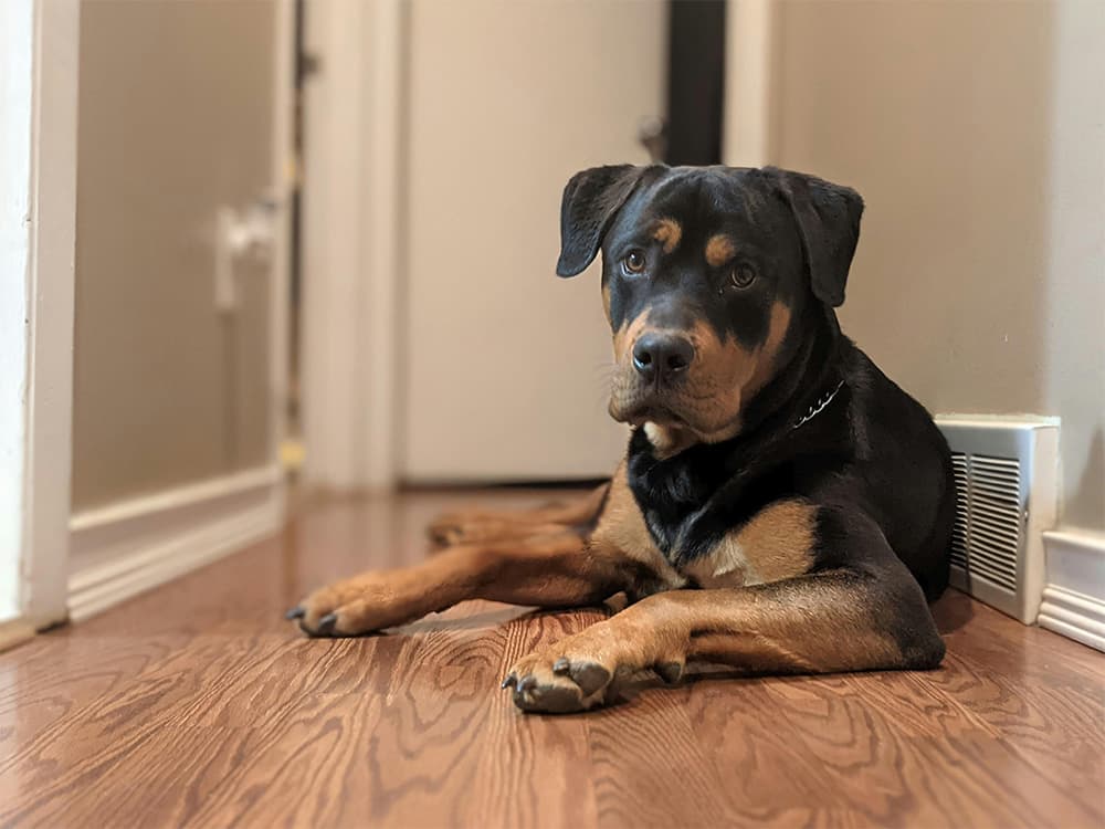 Rottweiler pit bull mix