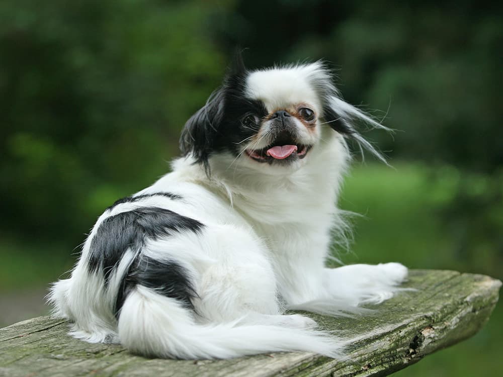 Japanese Chin