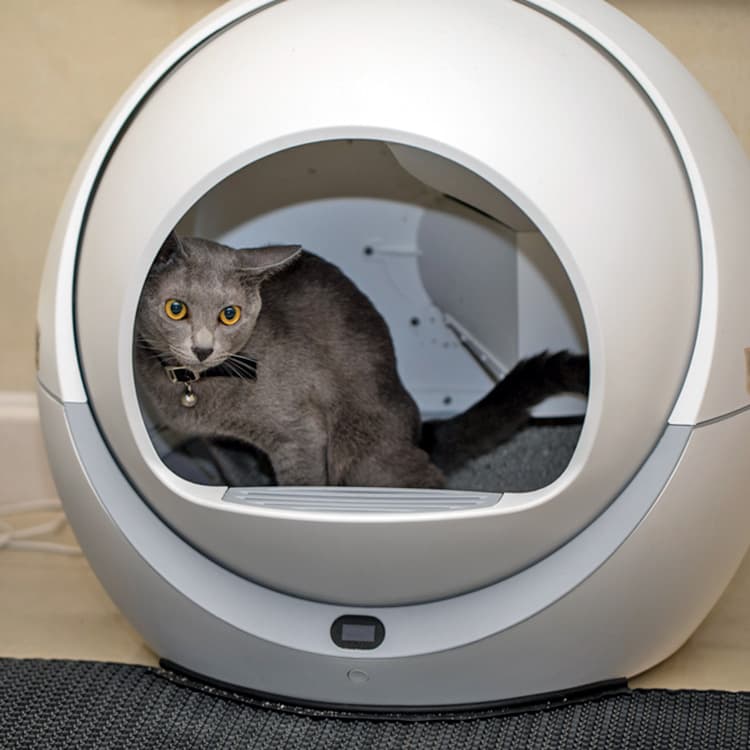 A Woman Says an Automatic Litter Box Killed Her Cat