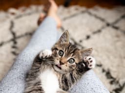 6 Things to Know Before Fostering a Cat