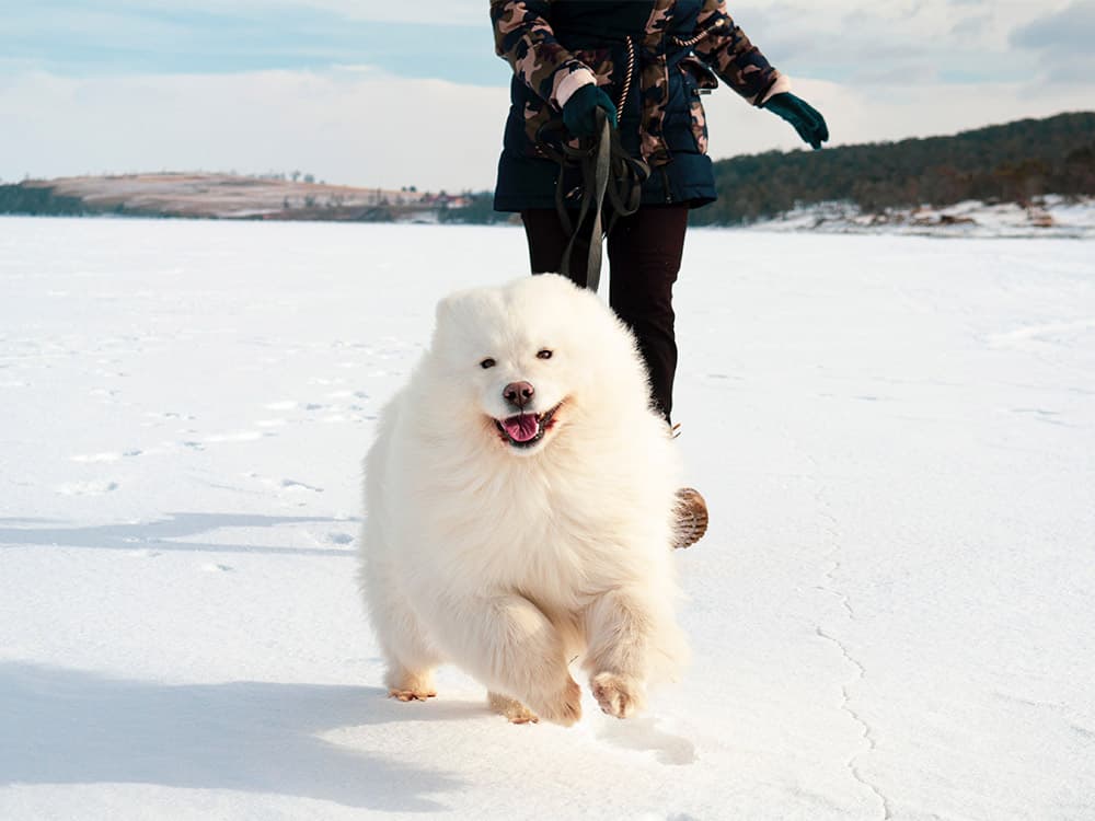 Samoyed running